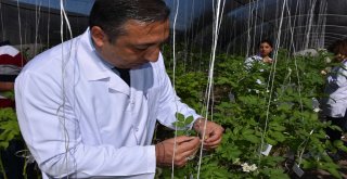 Niğde Patates Araştırma Enstitüsü Arı Gibi Çalışıyor