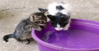 Veterinerden Hayvanlar İçin ‘Su Uyarısı