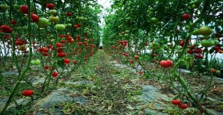 Büyükşehirden Çiftçilere Sera Desteği