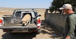Kayıp Yusufu Arama Çalışmaları 10. Gününde