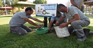 Kepez Belediyesinden Sokak Hayvanlarına Ek Suluk