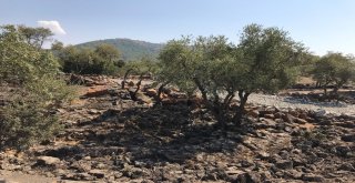 (Özel) Deli Zeytini Akıllı Yaptılar