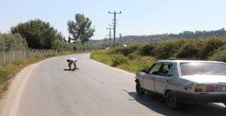 Tatilci Kaplumbağaya Siper Oldu