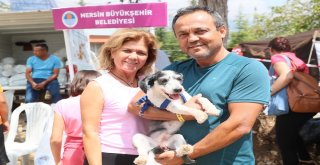 Büyükşehir, Şaymana Festte Kedi Ve Köpekler İçin Stant Açtı
