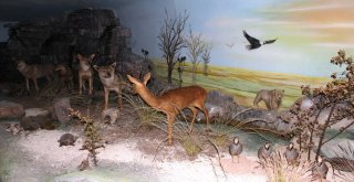 Çamlıdere Doğa Ve Hayvan Müzesi Ziyaretçilerin Yoğun İlgisini Çekiyor