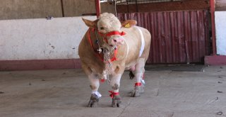 Bir Ton 170 Kilogramlık Kral Görücüye Çıktı