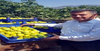 Taze İncirin Başkentinde Hasat Erken Başladı