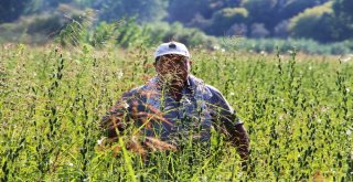 Domatesin Ardından Susamda ‘Tuta Absoluta Kabusu