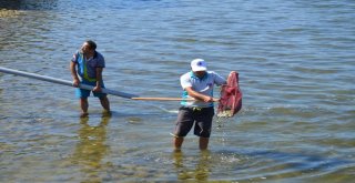 500 Bin Balık İznik Gölü İle Buluştu