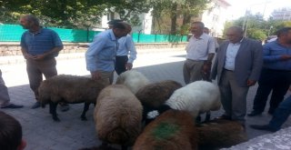 Bulanıkta Kurbanlık Satışlarında Durgunluk