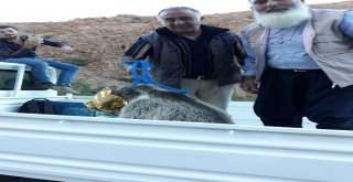 Ayı Yavrusu Kafasını Tenekeye Sıkıştırdı