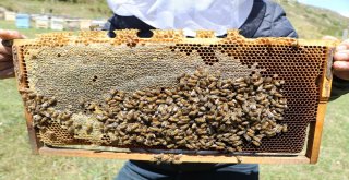Hava Şartları Anzer Balını Vurdu