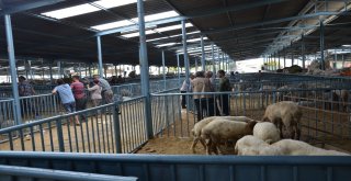 Kurbanlık Almak İçin Bayram Günün Beklediler