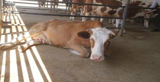 Elazığda Kurbanlıklar Pazara İndi