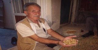 Gercüşte Badem Hasadı