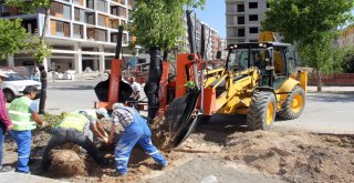 Van Büyükşehir İskele Caddesindeki Ağaçları Kent Ormanına Taşıyor