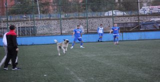 Sahaya Giren Köpek Maçın Durmasına Sebep Oldu