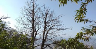 (Özel Haber) Katil Arılar Kestane Ağaçlarını Kuruttu