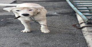 Altındağ Belediyesinin Şefkatli Eli Bir Sokak Köpeğini Daha Kurtardı