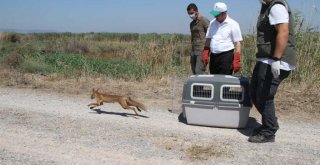 İzmir Büyükşehir Belediyesi Tarsus'a 57 yaban hayvanı gönderdi