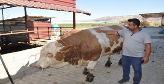1 Ton 700 Kilo Ağırlığındaki Kurbanlık Danayı 40 Bin Tlye Satıyor