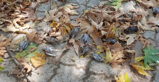 Yağmur Ve Fırtınanın Yuvalarından Düşürdüğü Binlerce Serçe Yavrusu Telef Oldu