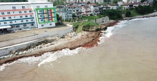 Fındık Değil Ağaç Topluluğu Adası