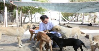 Hayvanseverler Büyükşehrin Barınaklarında Buluşuyor