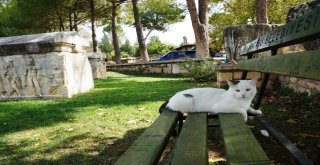 Afrodisias Sonbaharın Tonları İle Renklendi