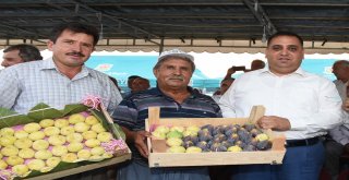 Tarsus İnciri Şölenle Tanıtılacak