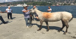 Sarıyerde At Denize Düştü