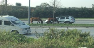 (Özel) İpini Koparan Atlar Trafikte Tehlike Saçtı
