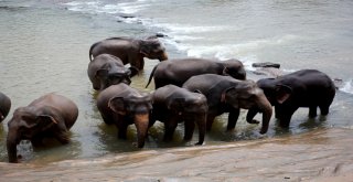 Dünyanın En İlginç Yetimhanesi: Fil Yetimhanesi