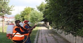 Aziziyede Kapsamlı İlaçlama Çalışması