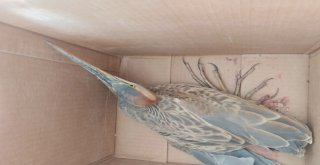 Sultan Sazlığında Yaralı Bulunan Kuşlar Tedavi Altına Alındı