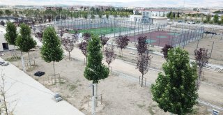Çorum Belediyesi 40 Bin Yetişmiş Ağaç Dikecek