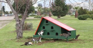 Sokak Hayvanları İçin ‘Yaz Seferberliği