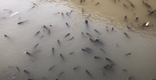 Baraj Önünde Sıkışan Balıklar Havasızlıktan Telef Oluyor