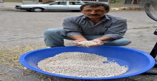 Fasulye Hasadında Rüzgar Olmayınca Vantilatör Kullandı