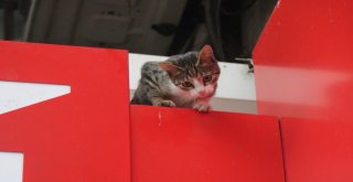 Mahsur Kalan Kedisine Evladı Gibi Sarıldı