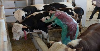 Altındağ Belediyesinden Kurbanlıklara Sağlık Taraması