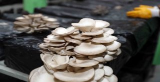 Mantar Üretim Eğitimi İle Hem Tedavi Hem Meslek Sahibi Oluyorlar