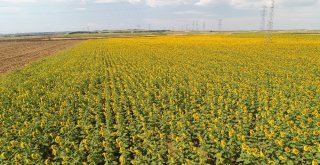 (Özel) Milyonlarca Ayçiçeğinin Havadan Görüntüsü Mest Etti