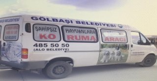 Gölbaşı Belediyesi Sokak Hayvanlarına Sahip Çıkıyor