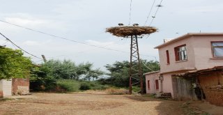 (Özel) Tepedeki Büyük Aile...