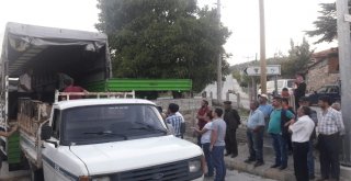 Domaniçte 8 Genç Çiftçiye 5Er Adet Büyükbaş Hayvan