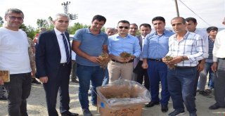 Kozlukta 45 Çiftçiye Çilek Fidesi Dağıtıldı
