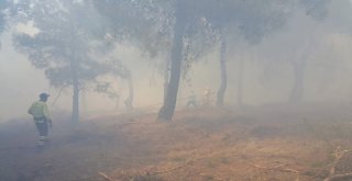 Gaziantepte Orman Yangını