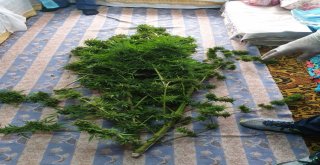 Antalyada 26,5 Kilo Esrar Ele Geçirildi