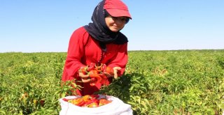 Belediye Başkanı Çiftçi İsot Hasadına Katıldı